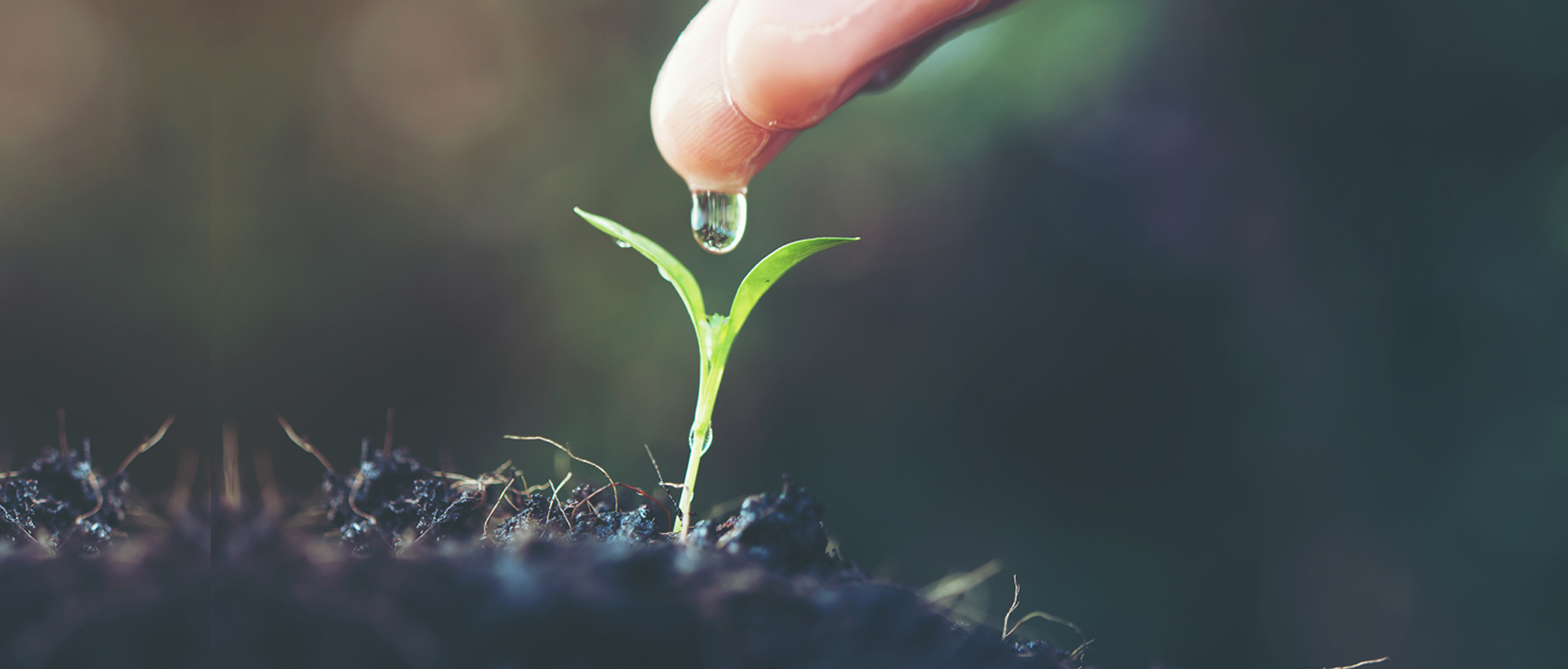 A água e as plantas